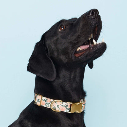 Peach Floral Cotton Dog Collar with Gold Hardware