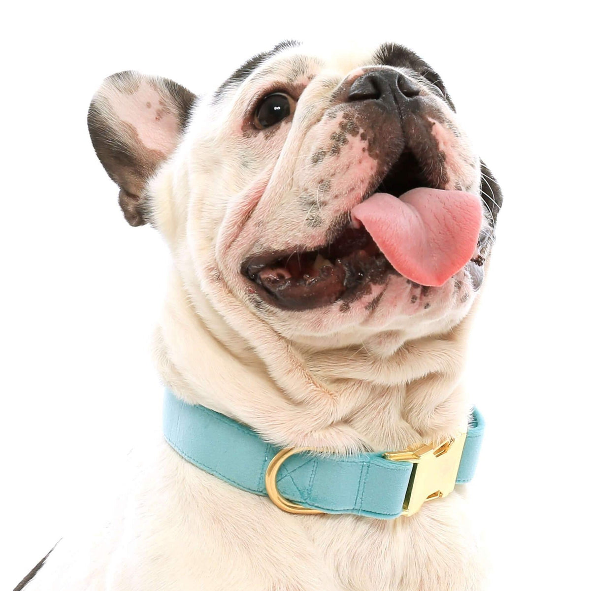 Aqua Blue Velvet Dog Collar, Sizes XS to Large