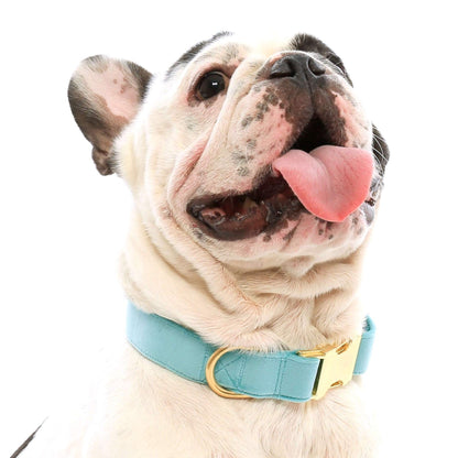 Aqua Blue Velvet Dog Collar, Sizes XS to Large