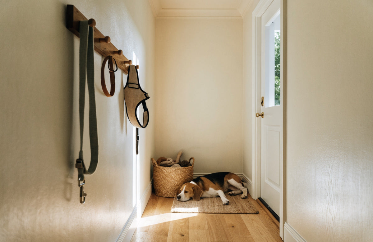 A beagle asleep in a hallway below a peg rail with a leash, collar and harness