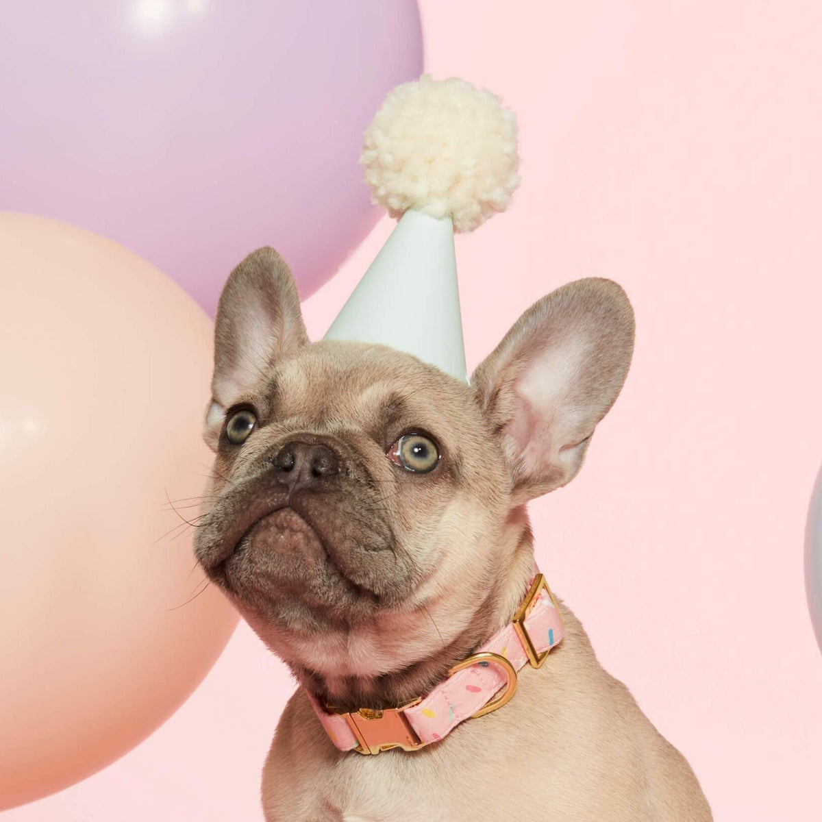 Pink Sprinkles Print Cotton Dog Collar with Gold Hardware