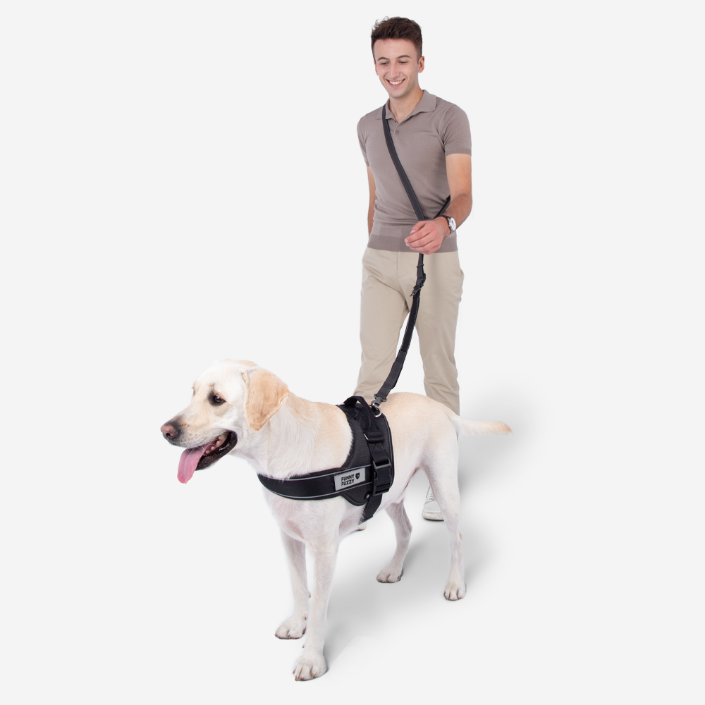 Hands-Free Dog Leash with Bungee and Car Seat Belt, 6-in-1